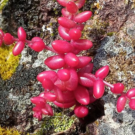 Гостевой дом Arcamyrtus Альгеро Экстерьер фото