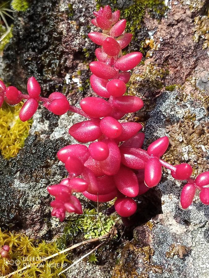 Гостевой дом Arcamyrtus Альгеро Экстерьер фото